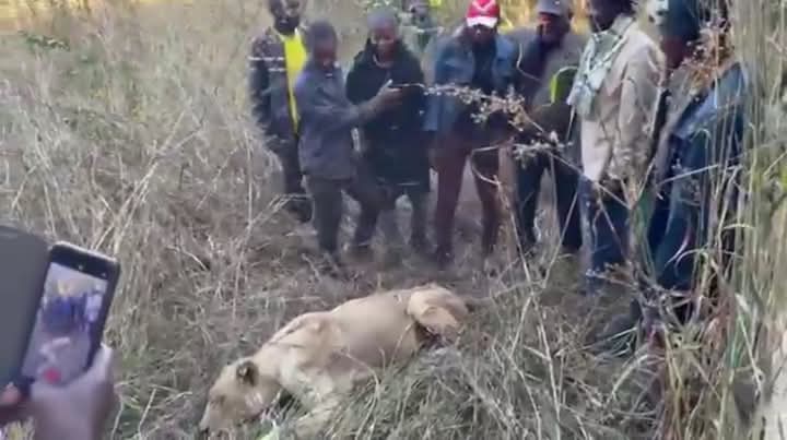 Lubumbashi : Frayeur maîtrisée, les quatre lions échappés capturés sans incident !