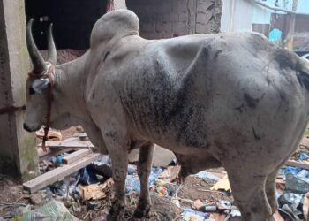 Kinshasa: La viande de bœuf vendue dans les marchés de fortune provient du Tchad