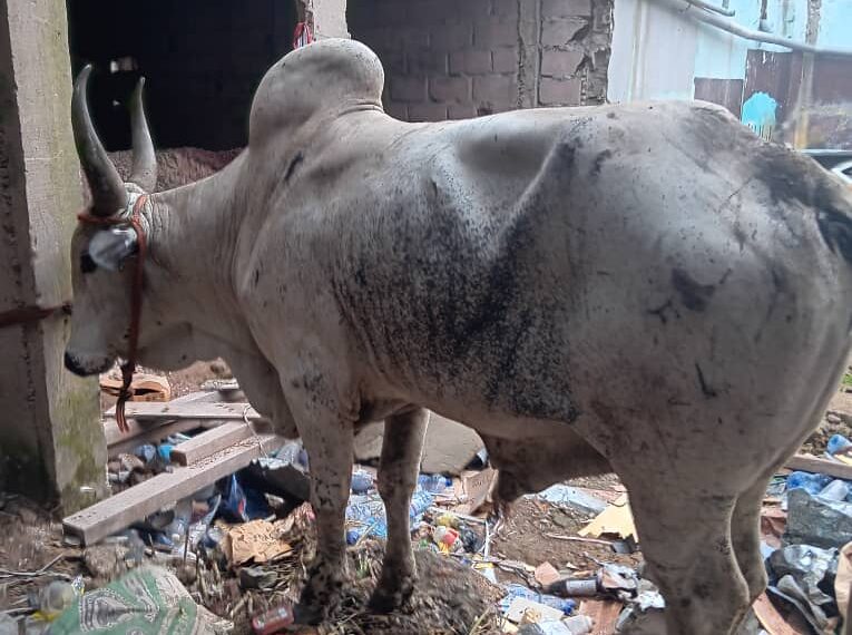 Kinshasa: La viande de bœuf vendue dans les marchés de fortune provient du Tchad